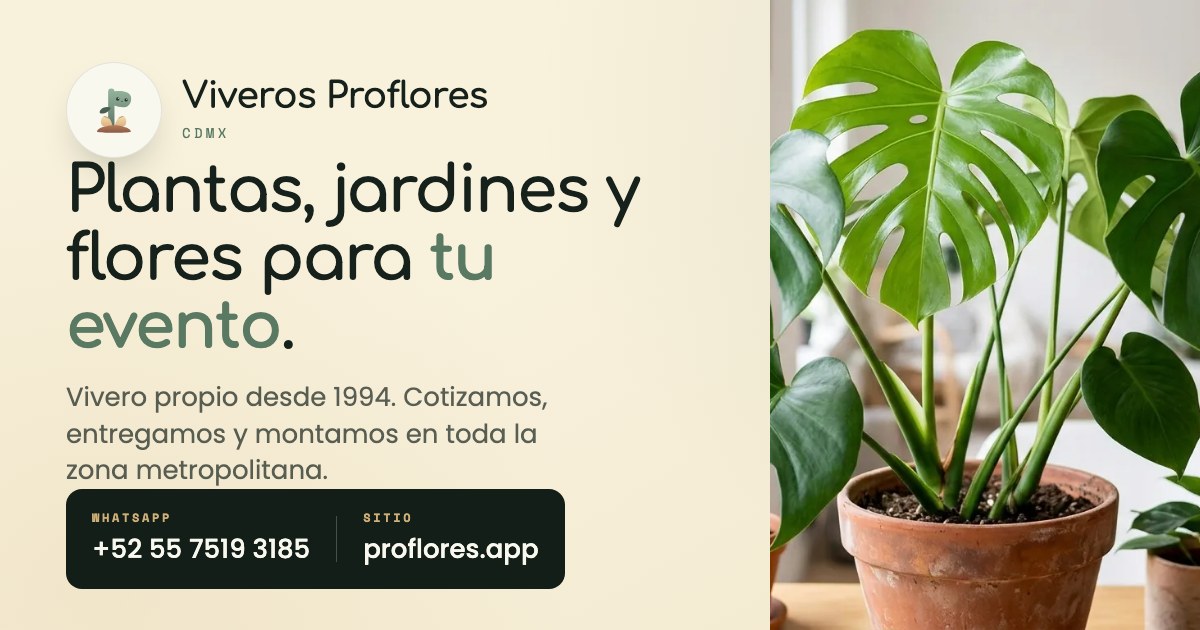 Monstera Deliciosa